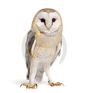 Barn Owl facing at the camera, Tyto alba, standing, isolated photo