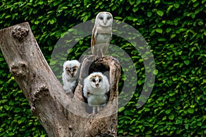 Barn owl family Tyto alba