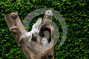 Barn owl family Tyto alba