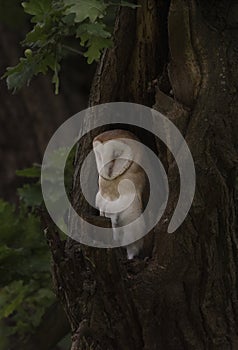 Barn owl fledging in tree hollow