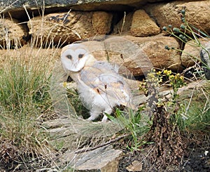 Barn owl fledgling perching among rocks