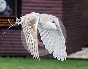 Barn owl in flight