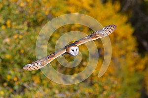 Barn owl in flight