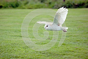 Barn Owl in Flight