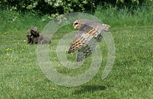 Barn Owl in Flight