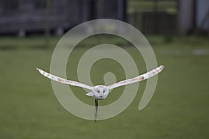 Barn owl in flight