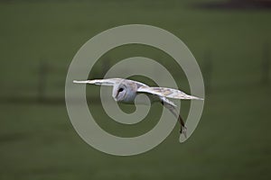 Barn owl in flight