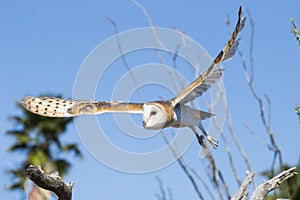 Barn owl in flight