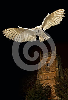 Barn Owl in flight at night