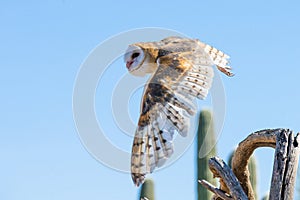 Barn owl in flight after prey