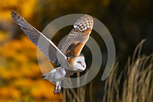 Barn owl in flight