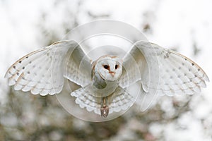 Barn owl  flying