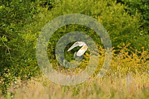 Barn owl flying
