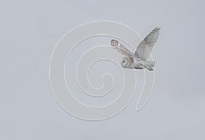 Barn owl flying