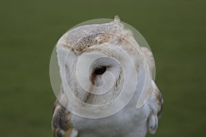 Barn owl flying, in flight