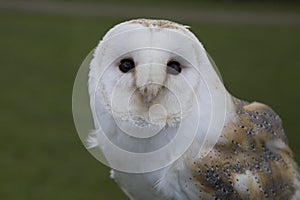 Barn owl flying, in flight