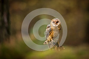 Barn owl flying into forest