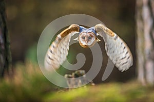 Barn owl flying into forest