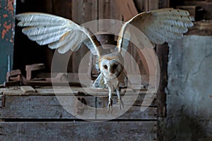 Barn owl flying in an old barn