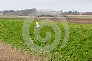 A Barn Owl flying over the countryside