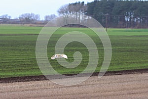 A Barn Owl flying over the countryside