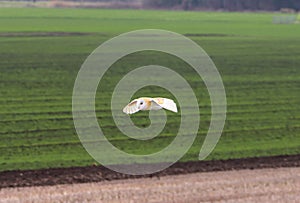 A Barn Owl flying over the countryside