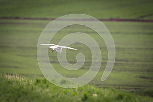 A Barn Owl flying over the countryside