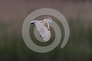 Barn Owl in flying over reeds close up