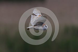 Barn Owl in flying over reeds close up