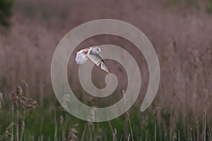 Barn Owl Flying over the Reeds Dark