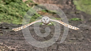 Barn owl flying towards the camera
