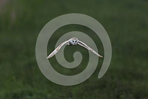 Barn Owl in flying towards the camera