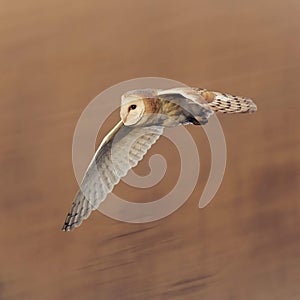 Barn owl flying whilst hunting