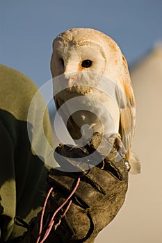 Barn Owl on Gauntlet