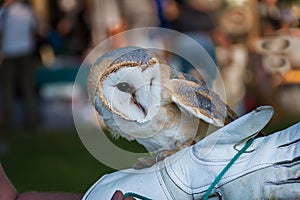 Barn owl on handler`s glove Tyto alba