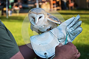 Barn owl on handler`s glove Tyto alba