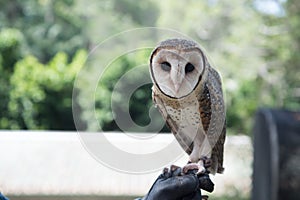 Barn owl on a handlers glove.