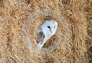 Barn Owl in a hay bale