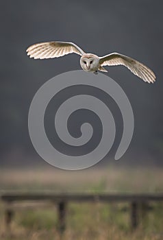 Barn owl hunting early morning (Tyto alba) photo