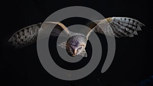 Barn owl hunting at night