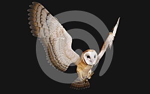 Barn Owl isolated on black background with clipping path.