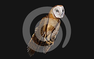 Barn Owl isolated on black background with clipping path.