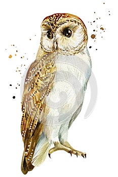 Barn, Owl on an isolated white background, watercolor illustration