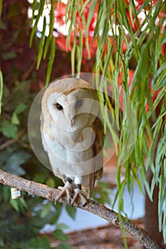 Barn owl from Japan Owl Cafe