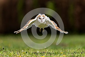 Barn owl juvenile taking his first flying lessons