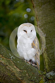 Barn owl kingsbury water park warwickshire midlands england photo