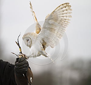 Barn Owl Landing on Glove