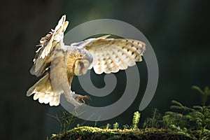 Barn owl landing on moss stone in summer sunlight.