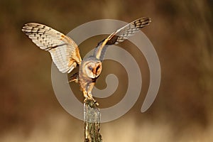 Barn owl landing with spread wings on tree stump at the evening