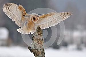 Barn owl landing to spike